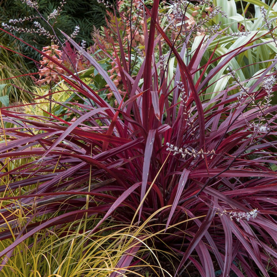 Design-A-Line Cordyline | Plants Express