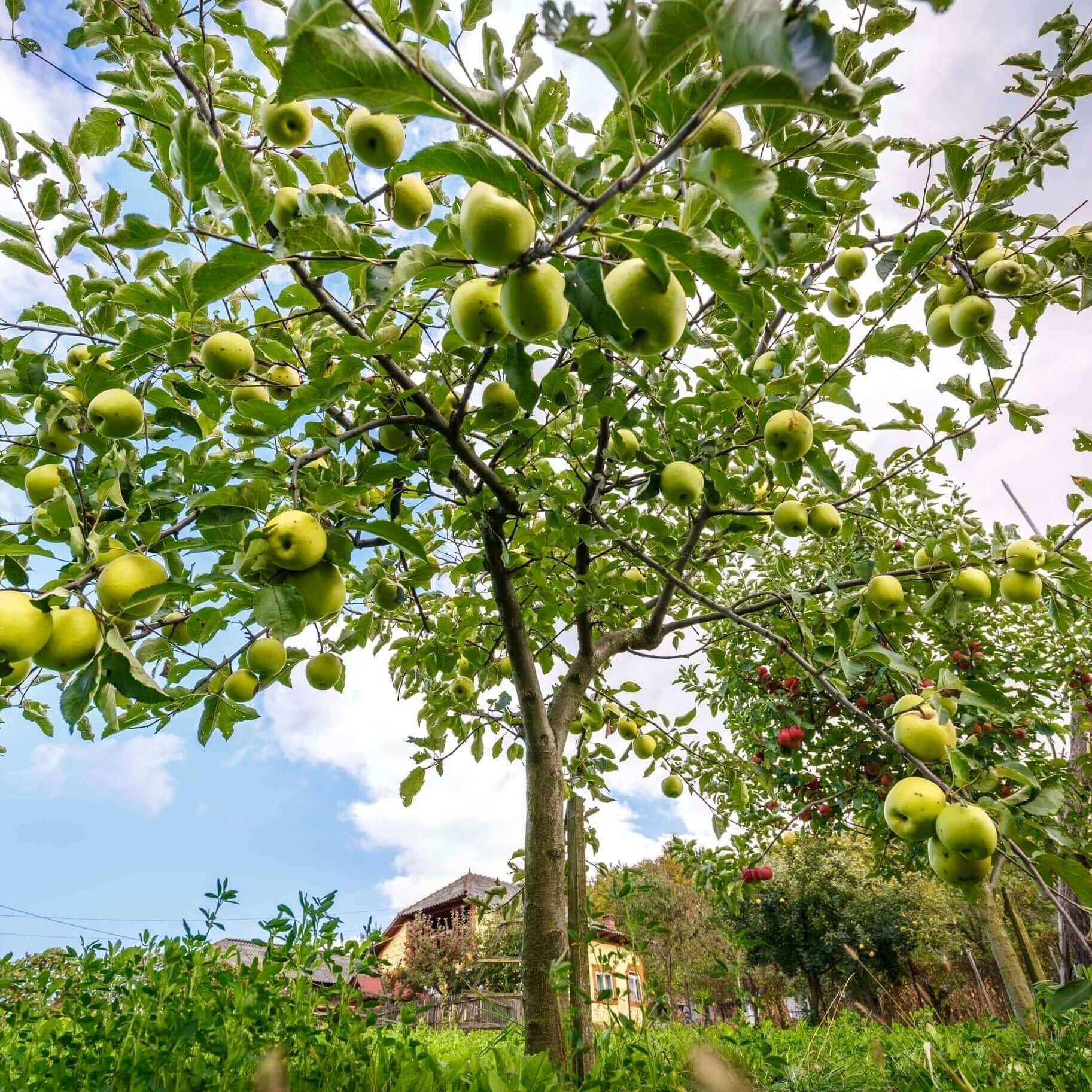 Golden buying apple