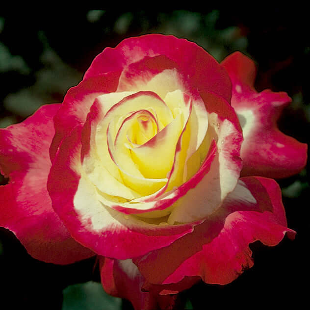Double Delight Rose Bush (7923590332671)