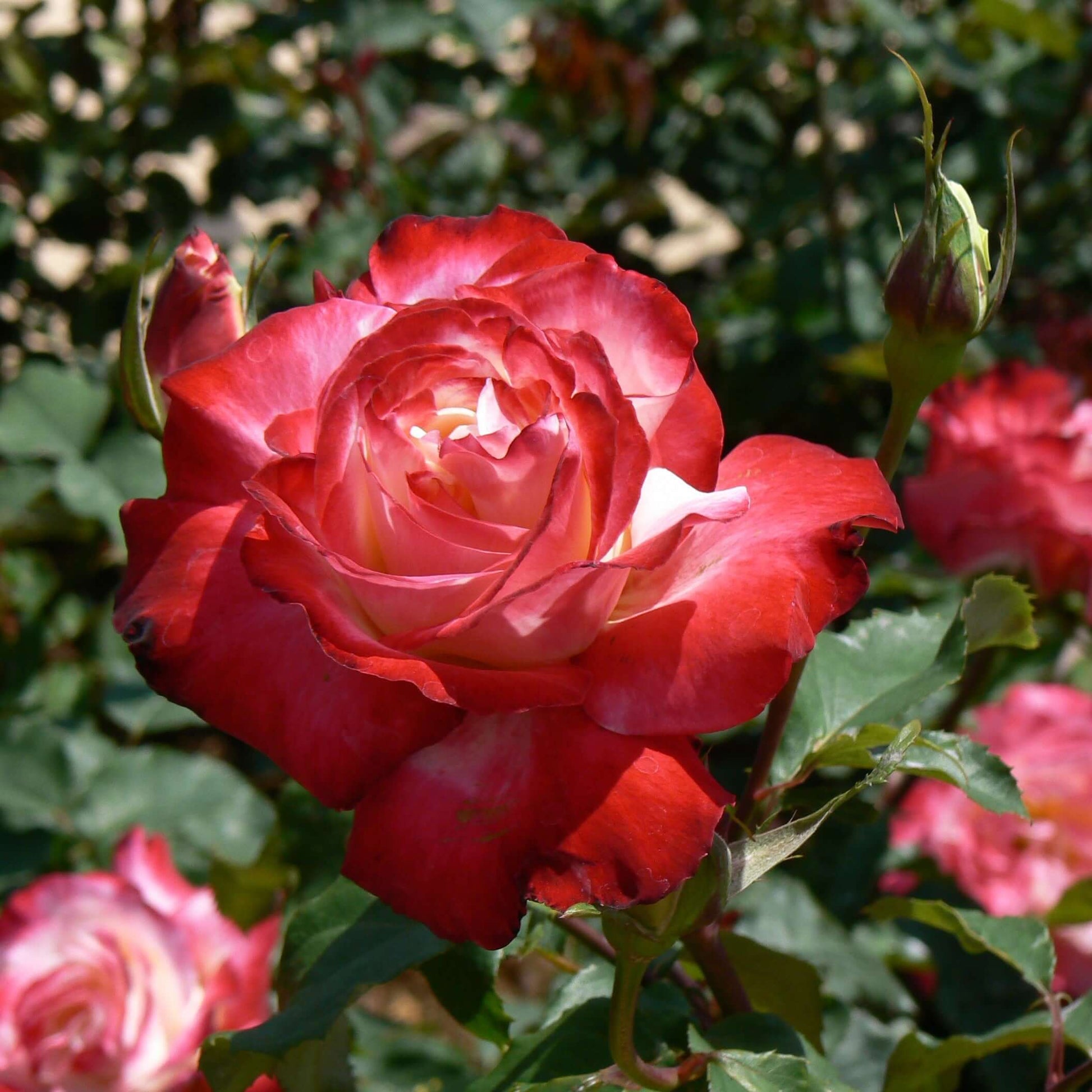 Double Delight Hybrid Tea Rose Bush