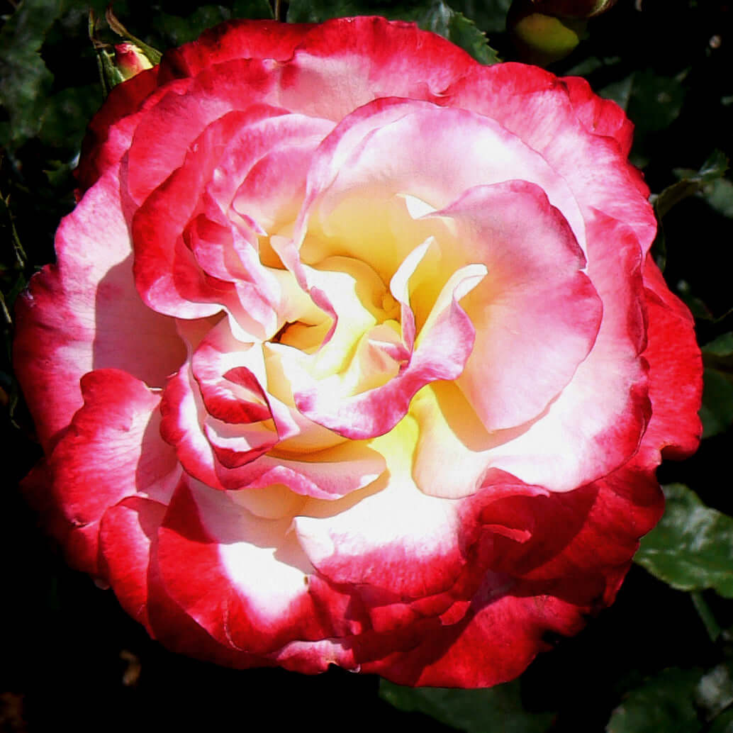 Double Delight Patio Tree Rose (7923590365439)