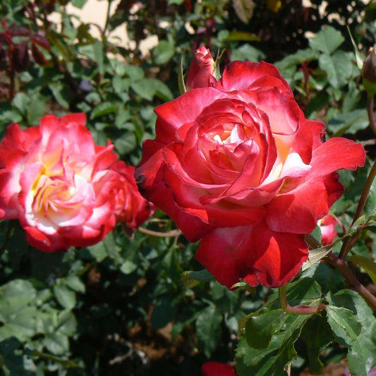Double Delight Patio Tree Rose (7923590365439)