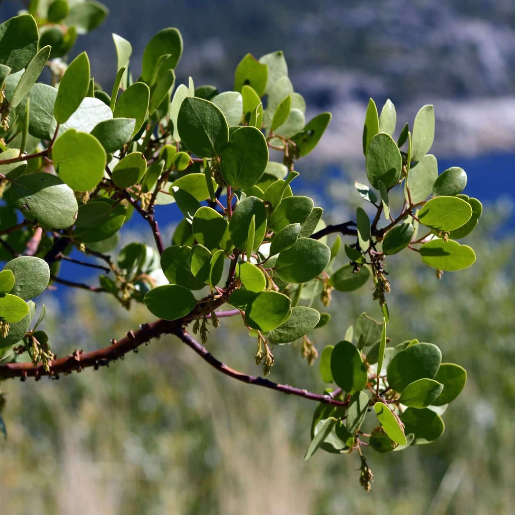 manzanita plant (7823948939519)