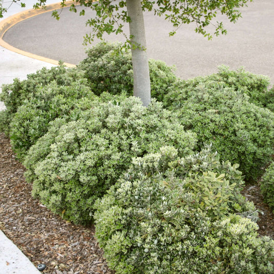 Compact Karo Pittosporum Collection Online | Plants Express