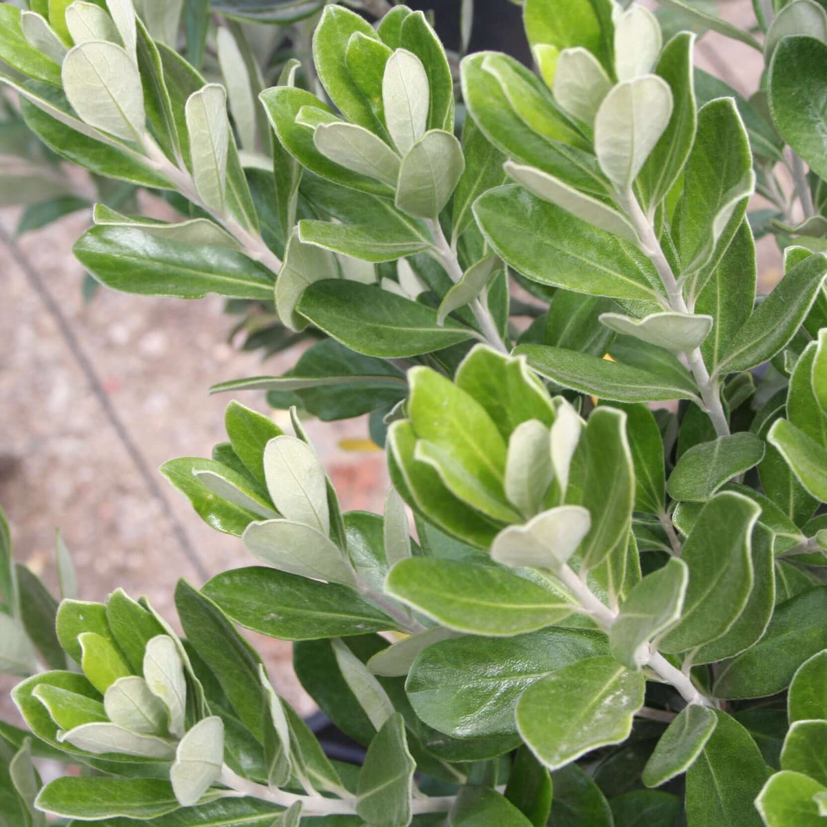 Compact Karo Pittosporum Crassifolium Compactum
