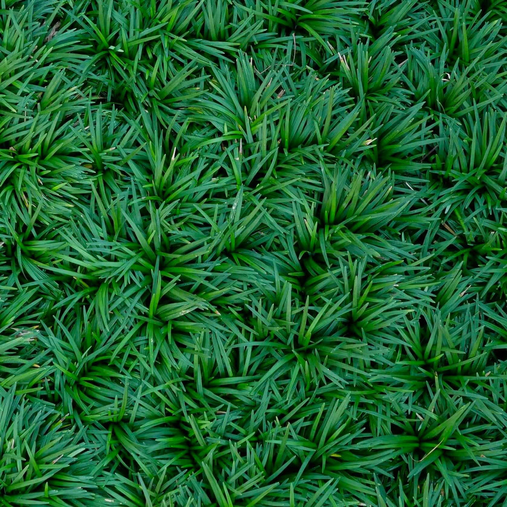 Dwarf Mondo Grass (7823952904447)