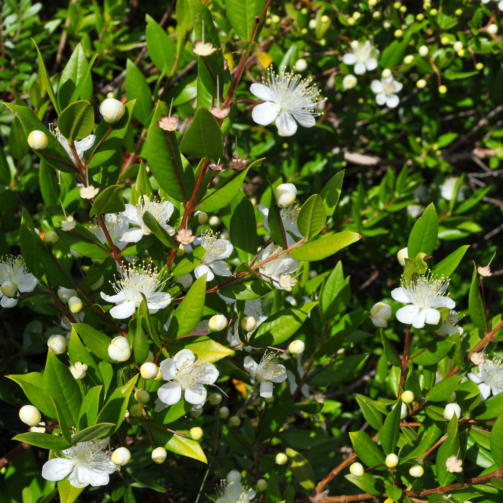 Dwarf Myrtle (7823952150783)