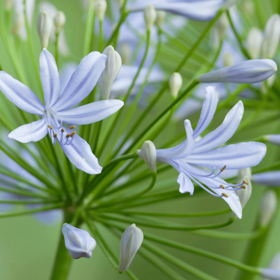 Dwarf Blue Lily of the Nile (7889476288767)