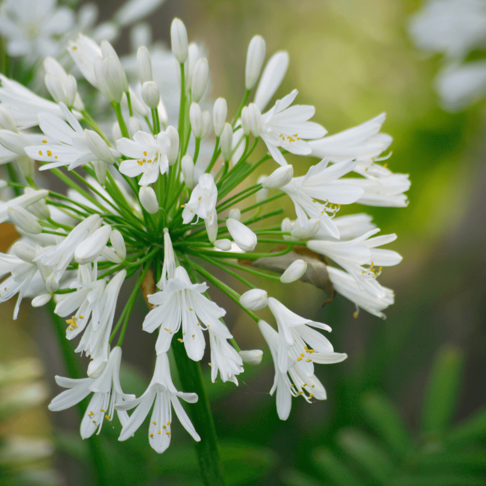 Dwarf White Lily of the Nile (7889470357759)