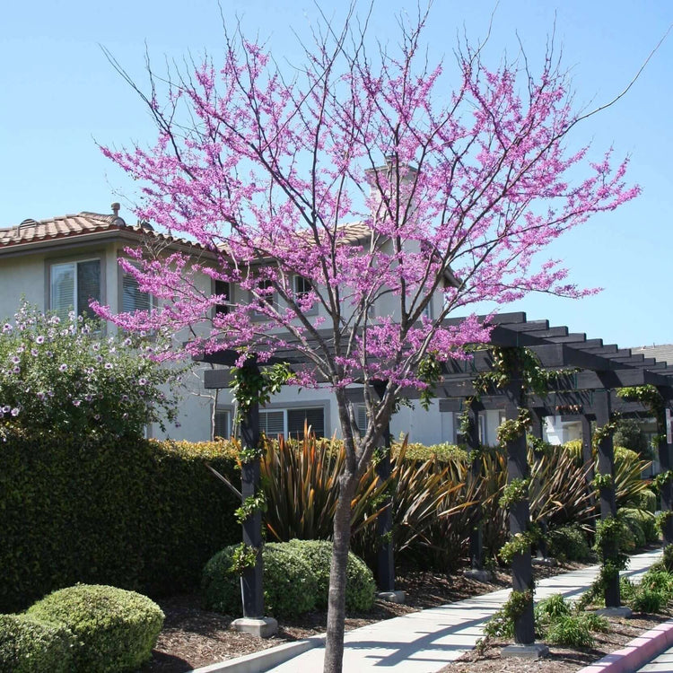 Redbud Trees – Plants Express