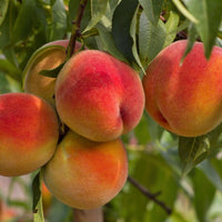 Elberta Peach (7863714873599)