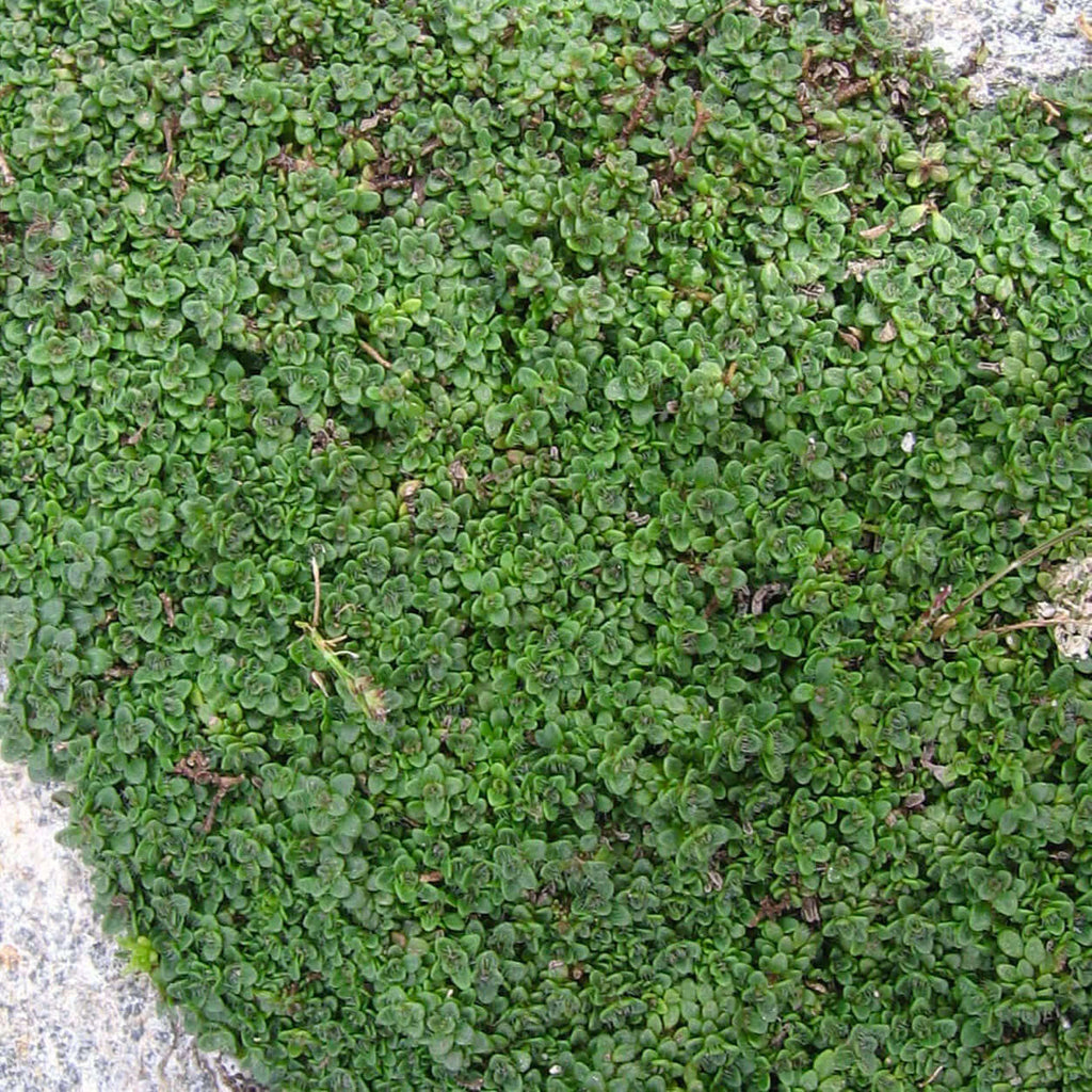 Elfin Thyme (7823953920255)
