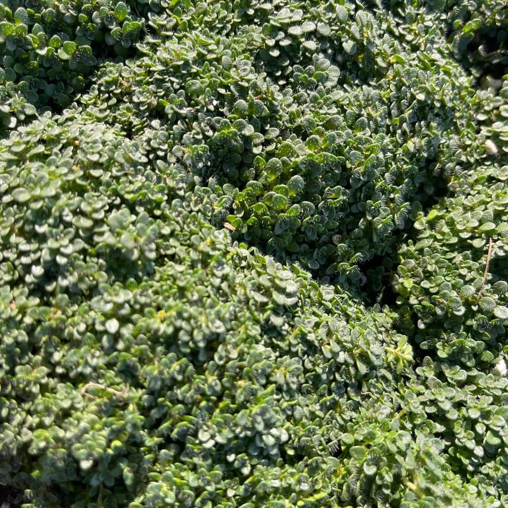 Elfin Thyme (7823953920255)