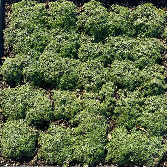 Woolly Thyme, Thymus lanuginosus