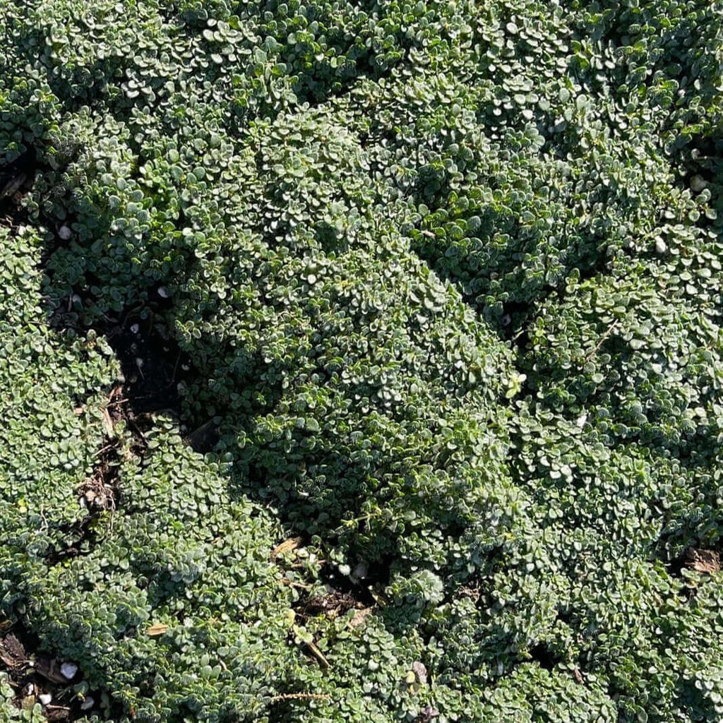 Elfin Thyme (7823953920255)