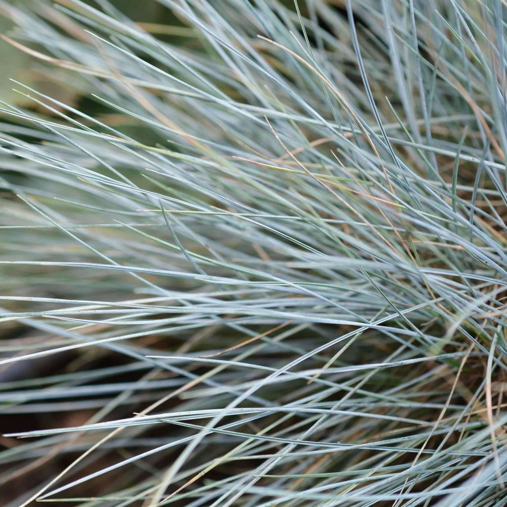 blue fescue elijah blue, Festuca glauca (7823950315775)