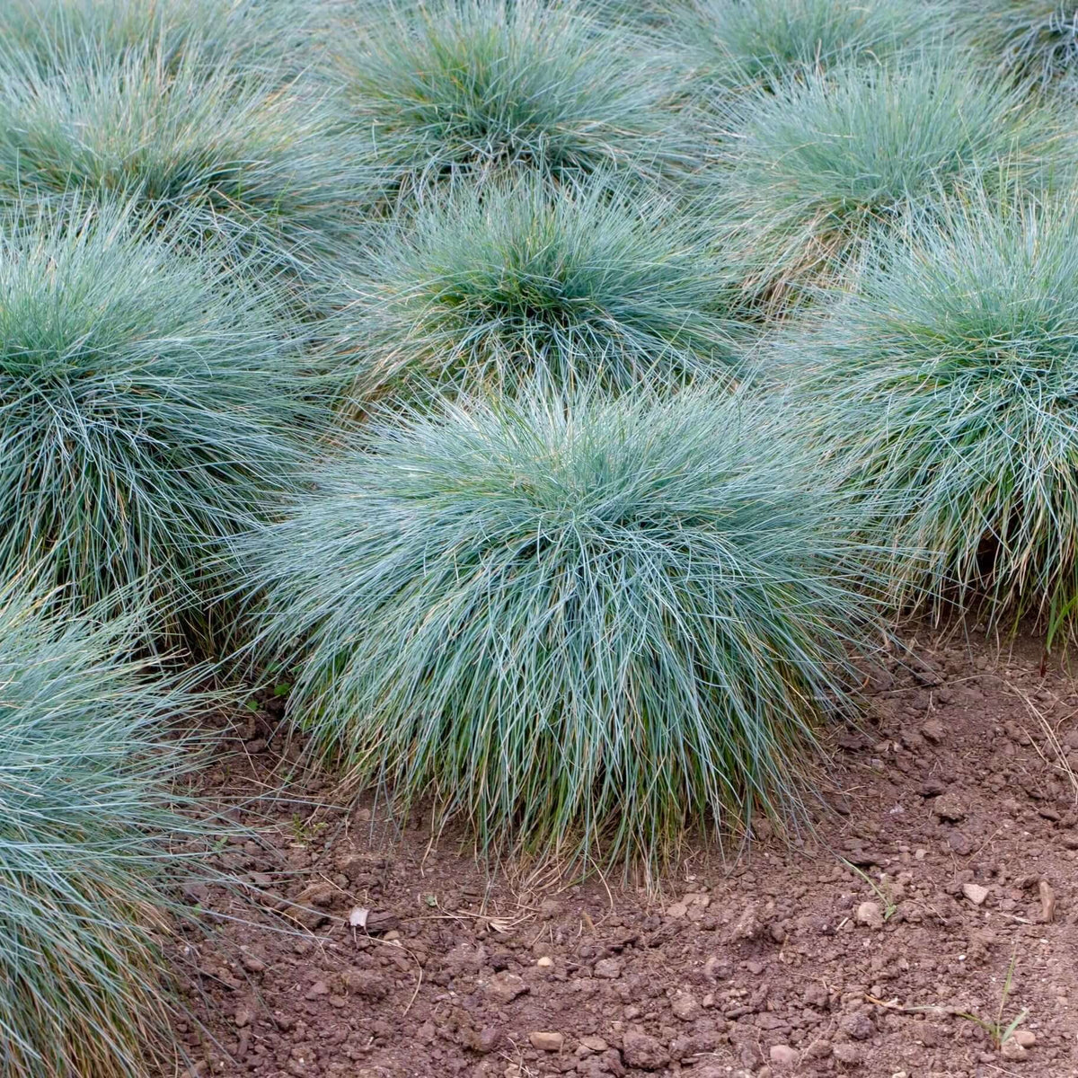 Festuca glauca 'Elijah Blue' – Plants Express