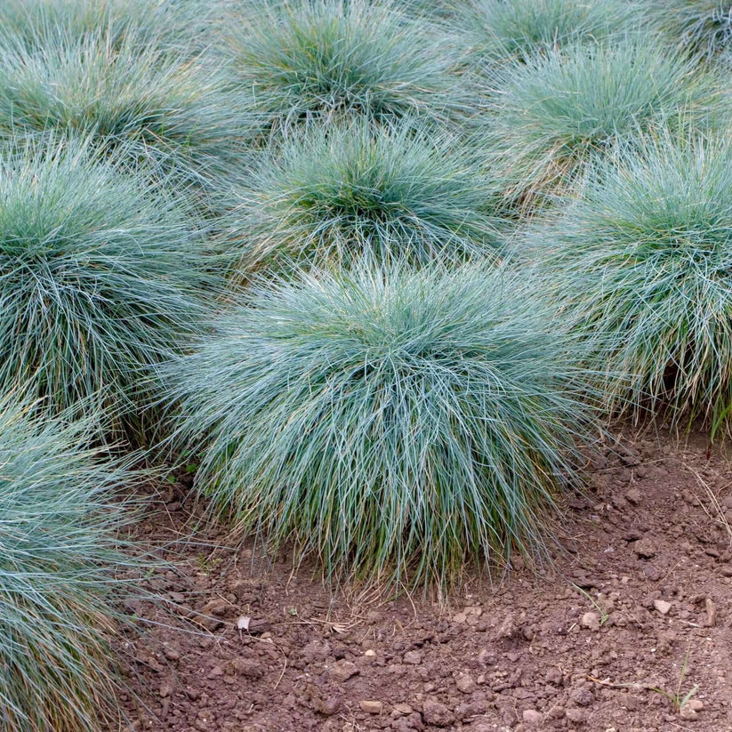 Elijah Blue Fescue | Plants Express