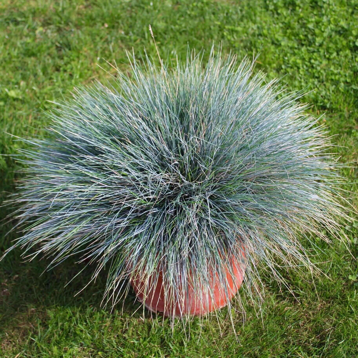 Festuca glauca 'Elijah Blue' – Plants Express
