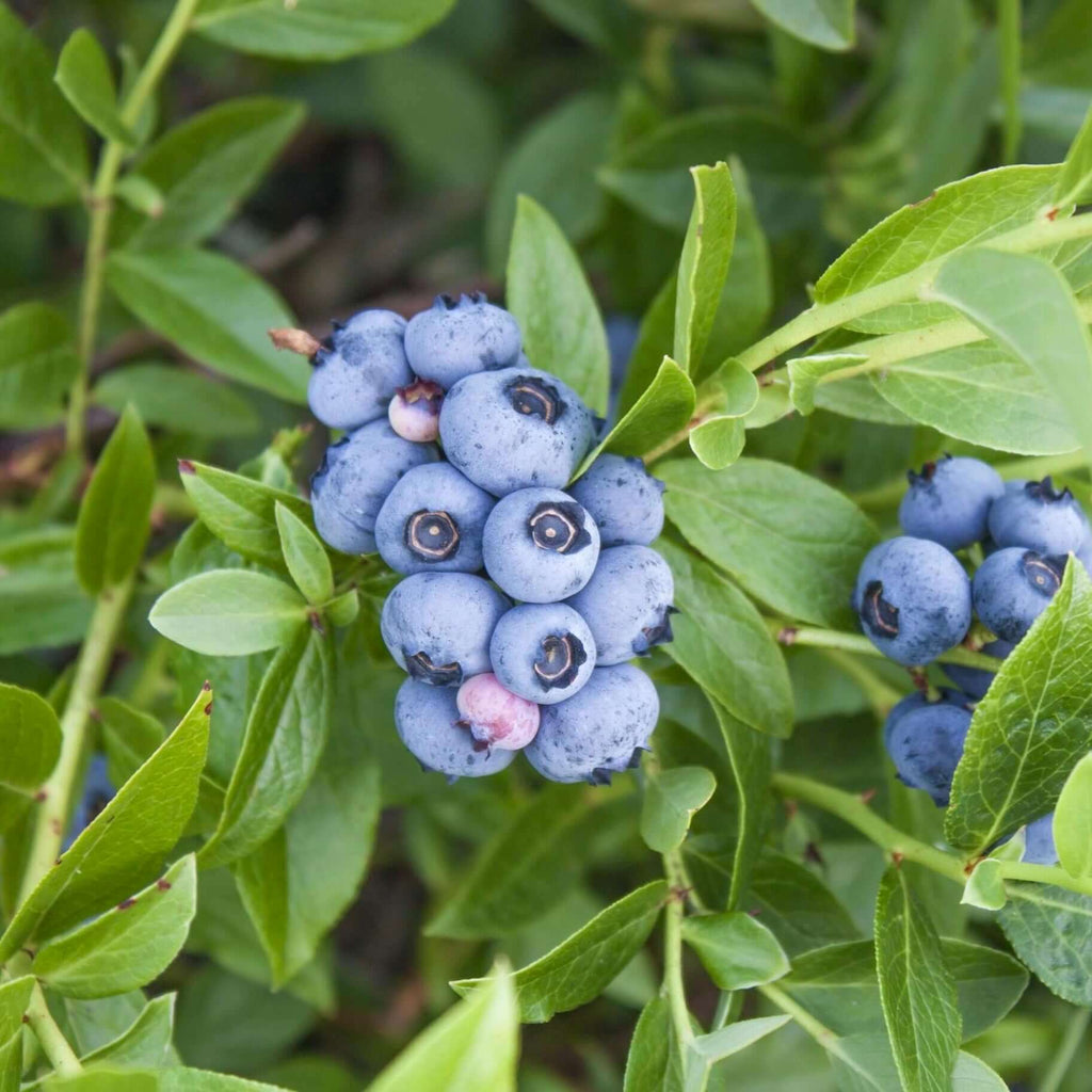 Misty Blueberry Bush (7863715496191)
