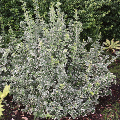 5 Gal. Emerald Gaiety Wintercreeper (Emerald Gaiety)