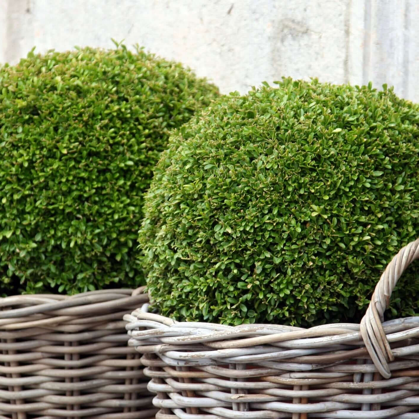 English Boxwood Globe (7863713956095)