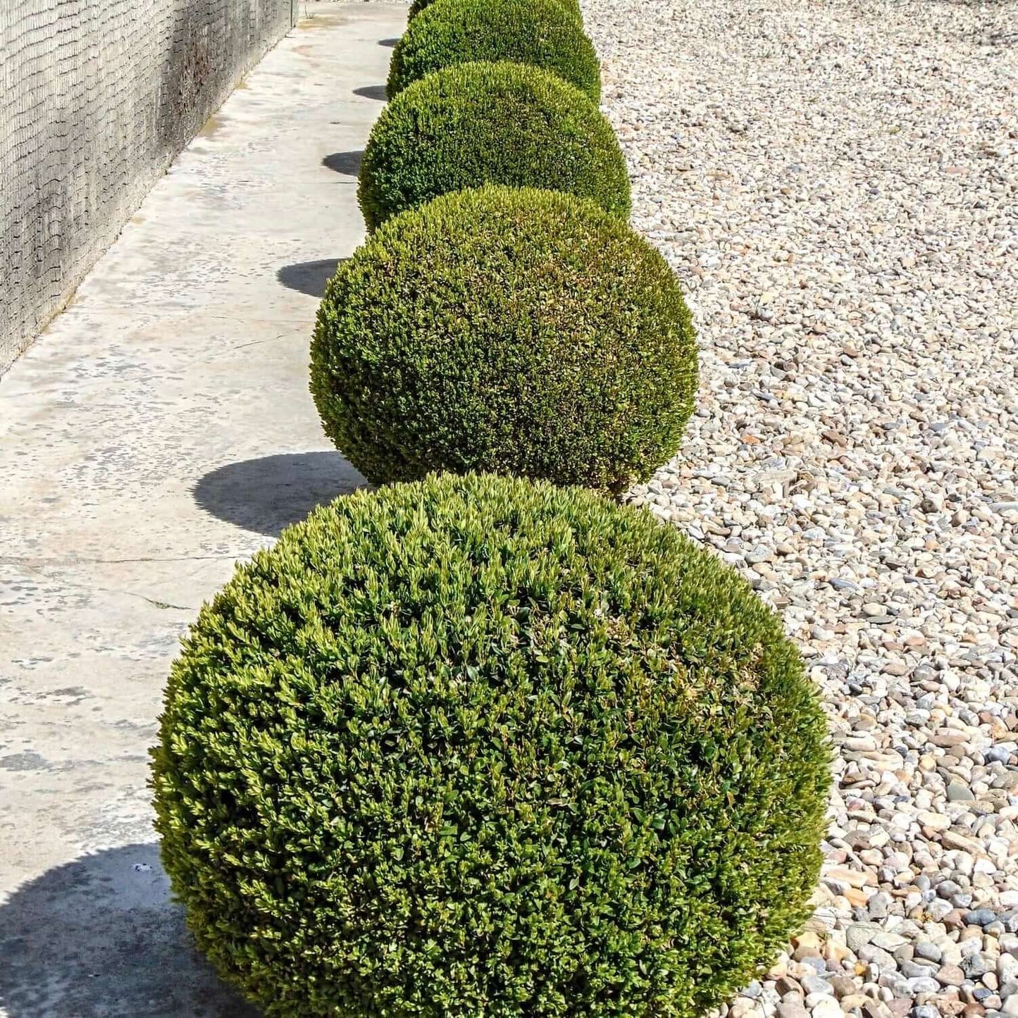 English Boxwood Globe (7863713956095)