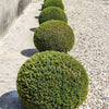 English Boxwood Globe