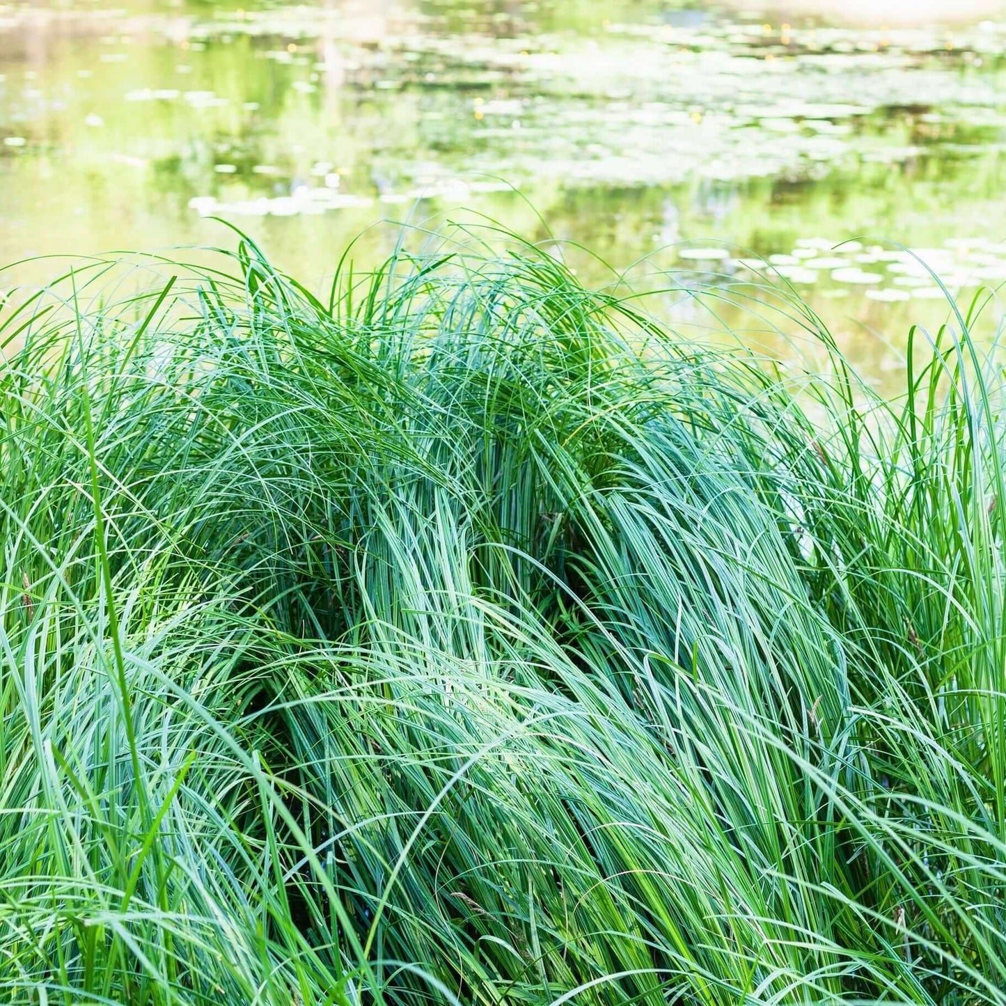 European Grey Sedge (7823949660415)