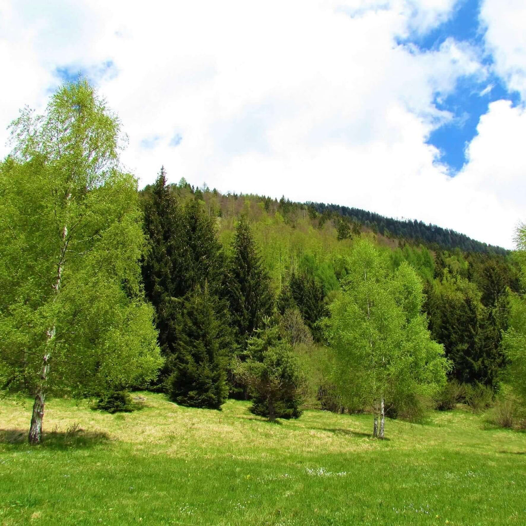 European White Birch (7823949398271)