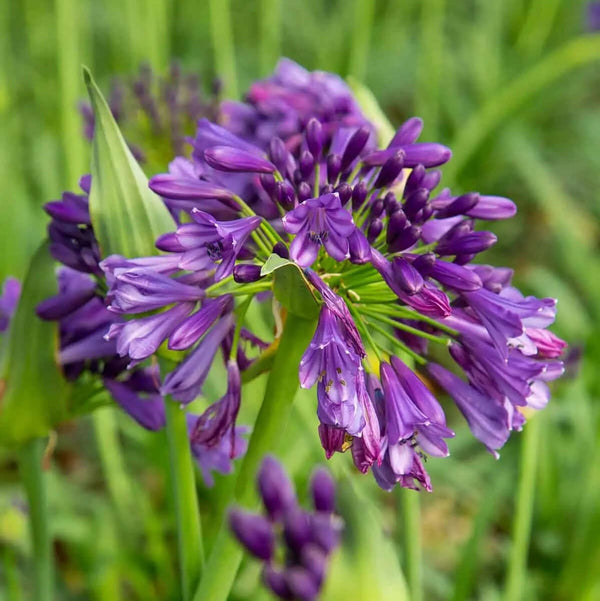 Ever Amethyst™ Lily of the Nile (Agapanthus ‘Ever Amethyst’)
