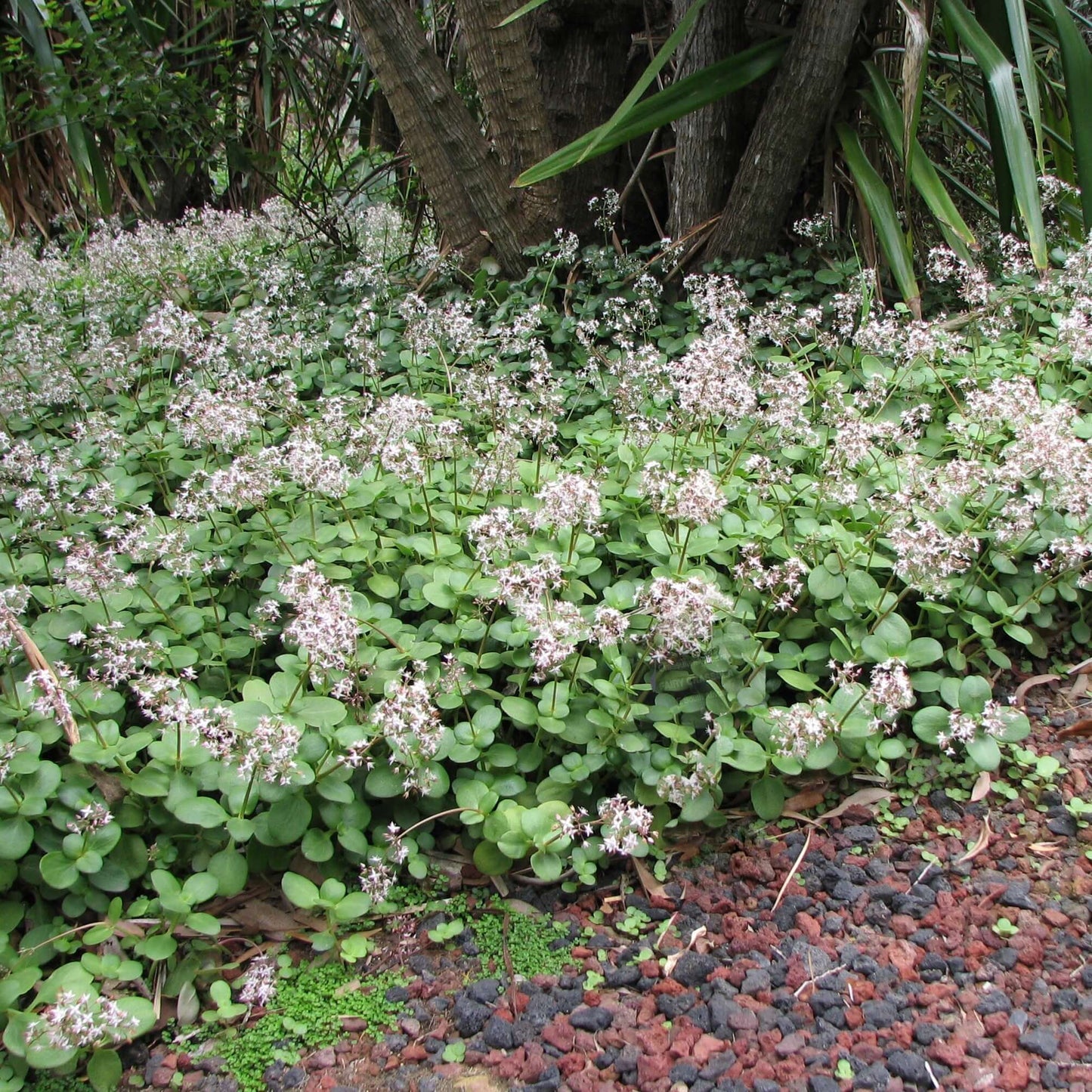  Fairy Crassula (7927859708159)