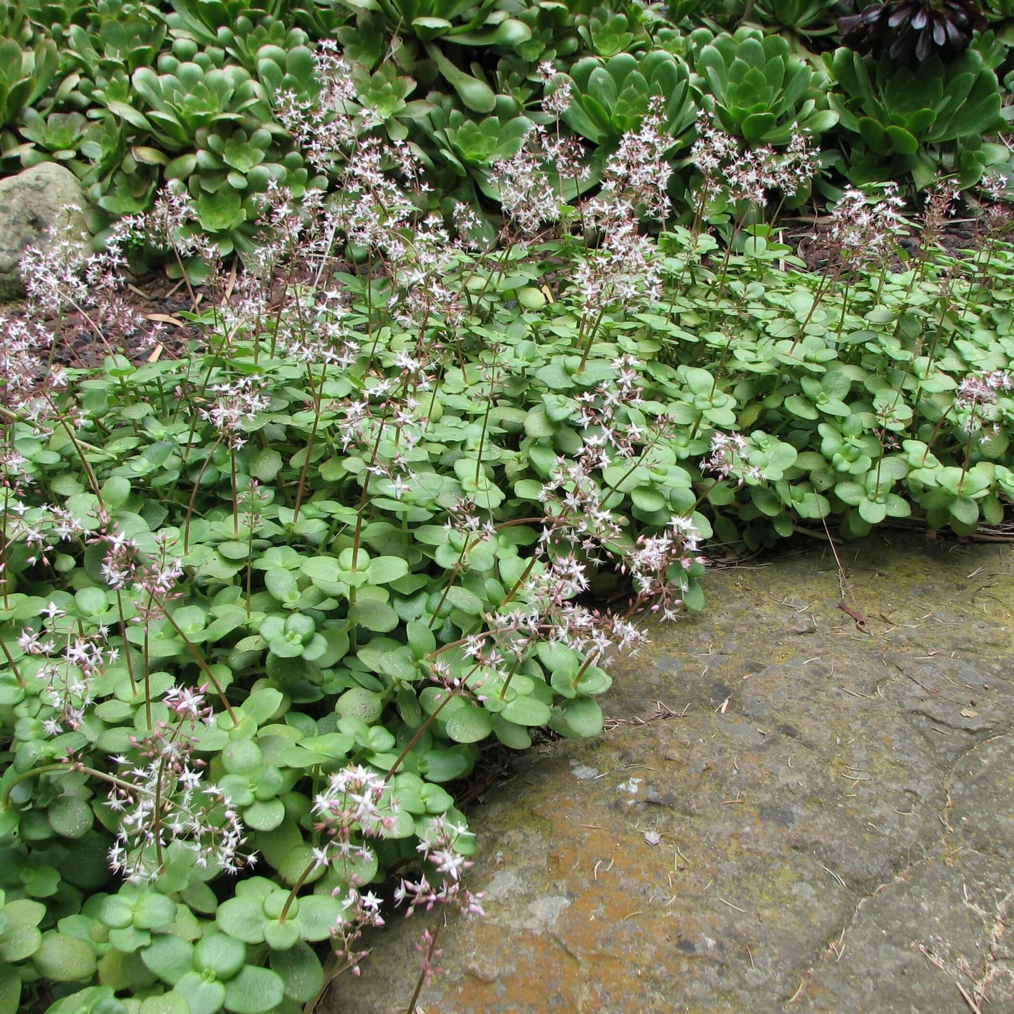  Fairy Crassula (7927859708159)