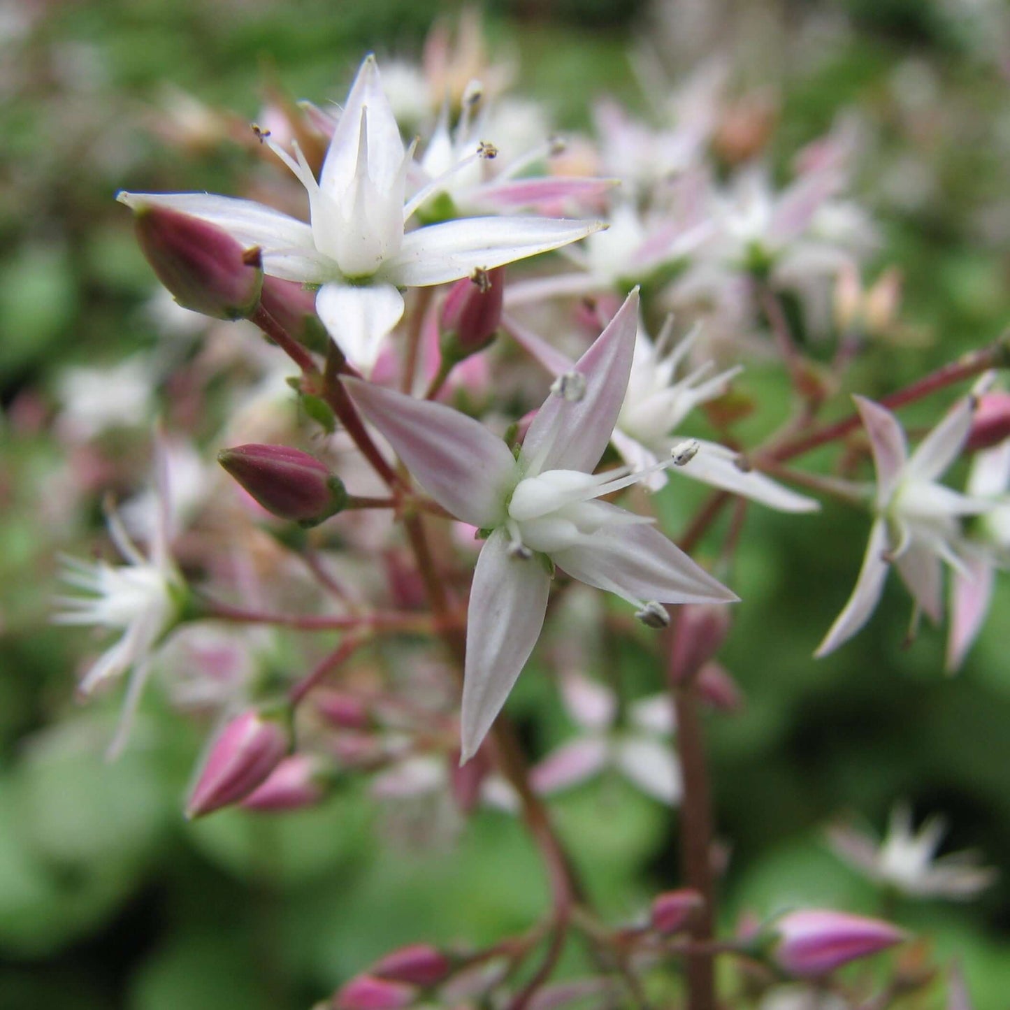  Fairy Crassula (7927859708159)