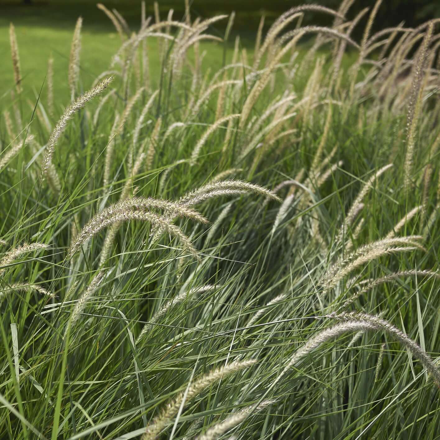 Pennisetum 'Fairy Tails' (Cenchrus) (7994782875903)