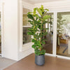 Fiddle Leaf Fig Tree