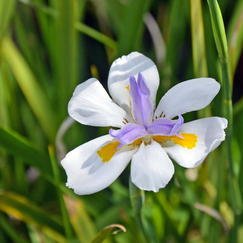 white purple lily Fortnight Lily (Dietes vegeta)