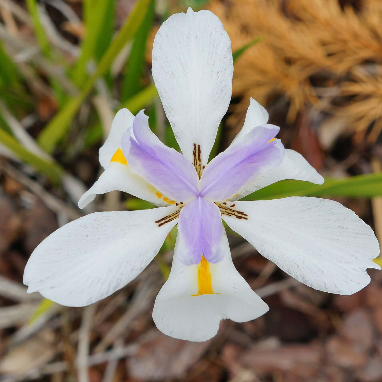white purple lily Fortnight Lily (Dietes vegeta) – Plants Express