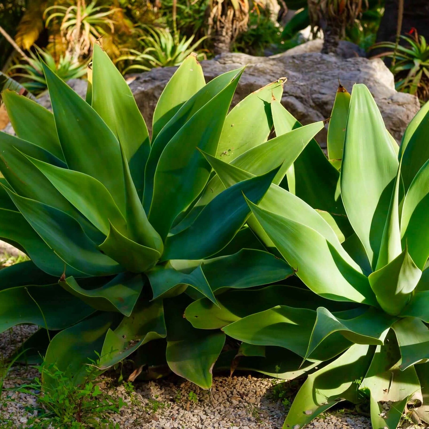 Fox Tail Agave (7823948742911)