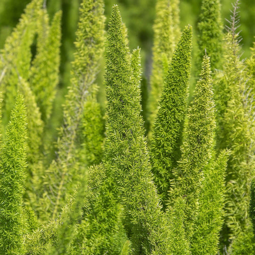 foxtail hanging plant Foxtail Asparagus Fern (Asparagus densiflorus 'Meyers') – Plants Express