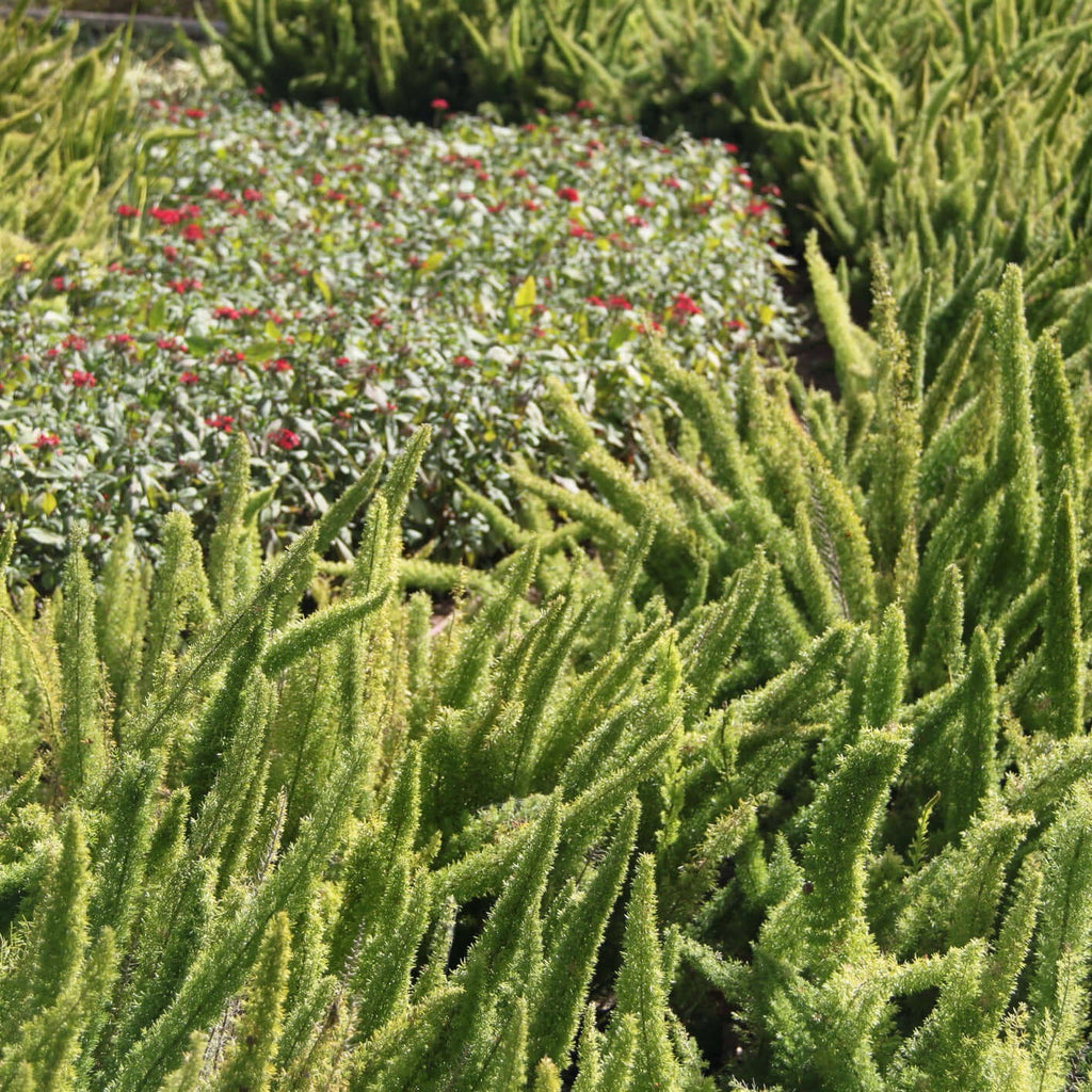 Foxtail Fern (7823949332735)