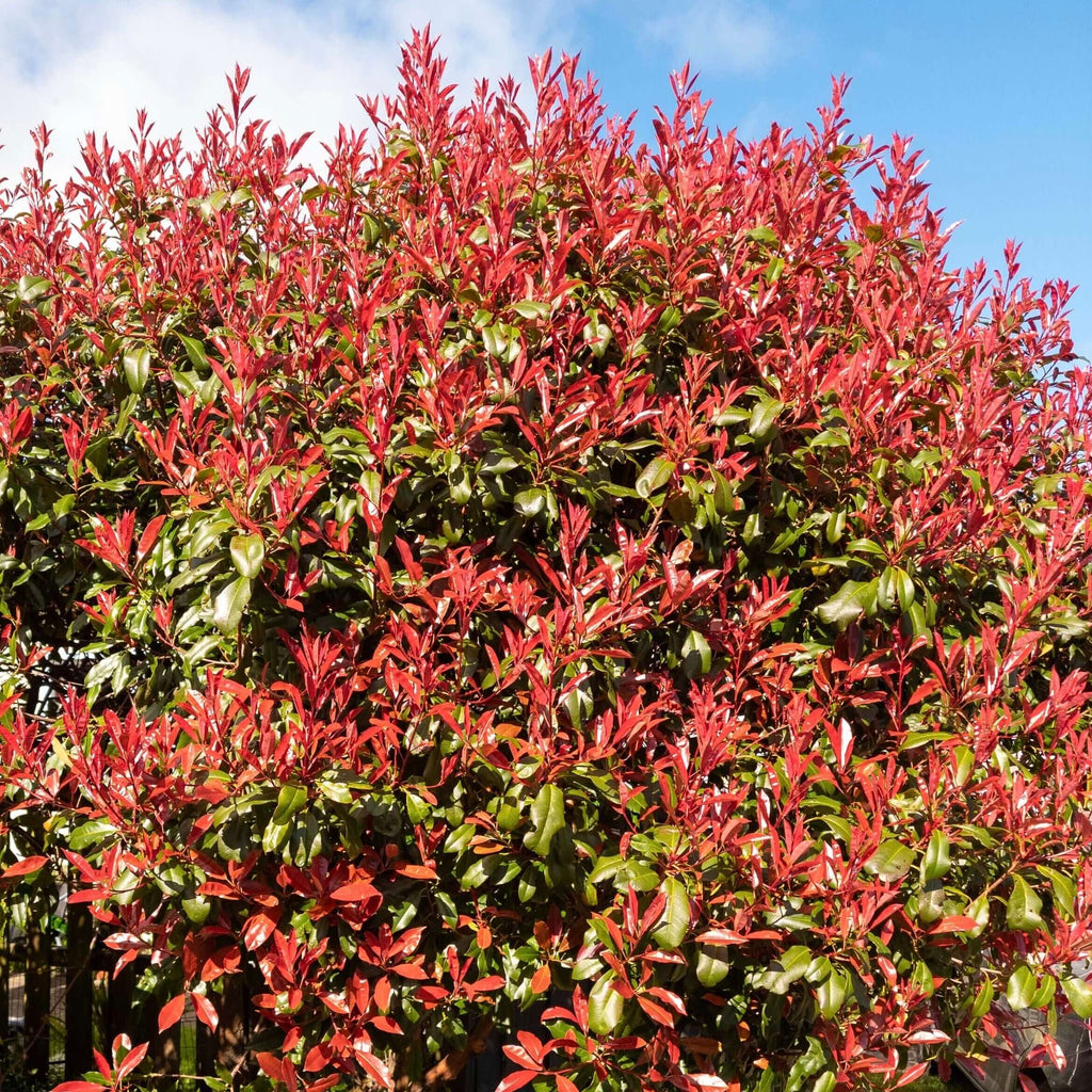 Fraser's Photinia Bush (7823952642303)