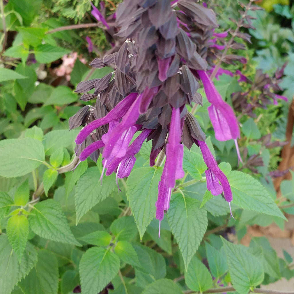 Salvia Amistad (7978826793215)