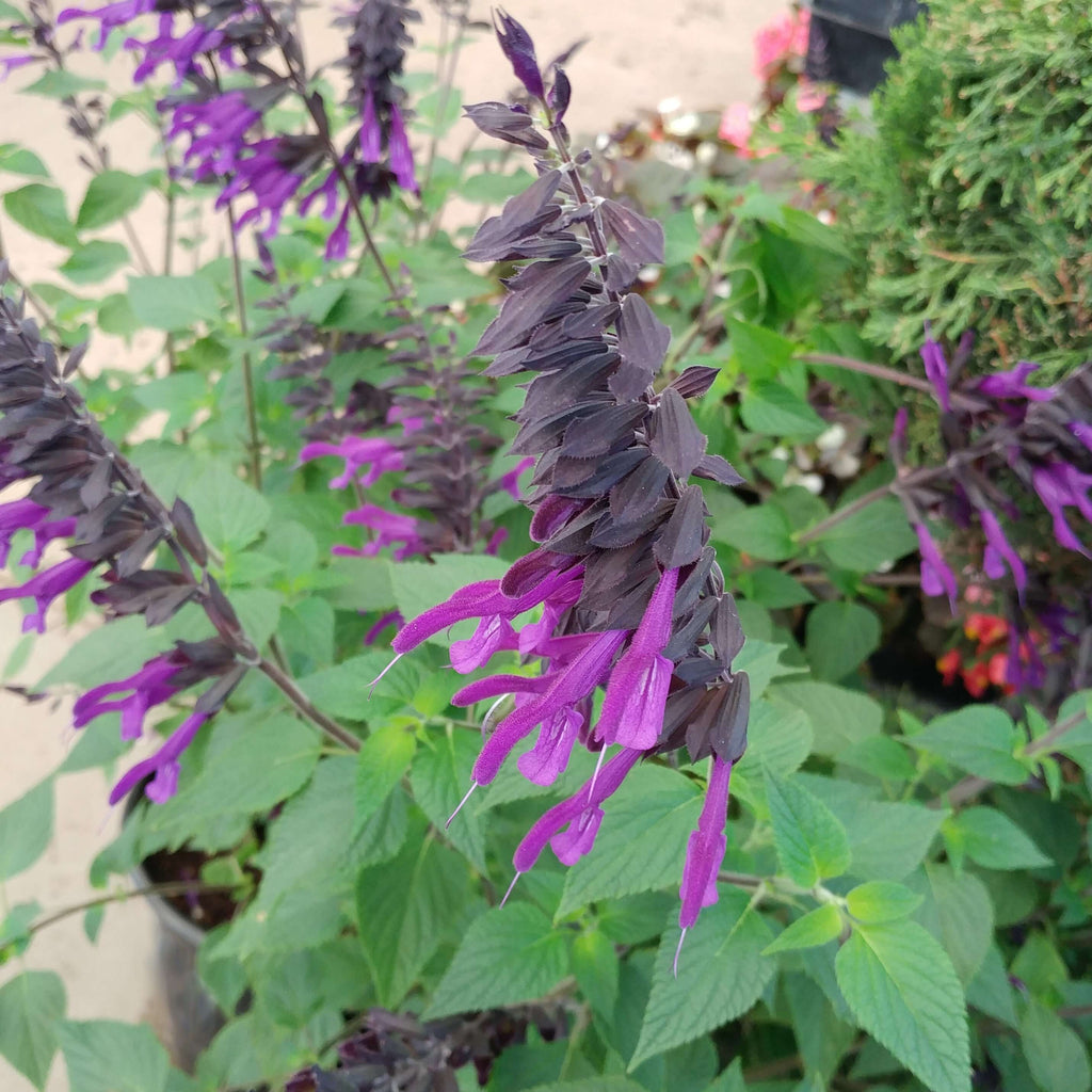 Friendship Sage (7978826793215)