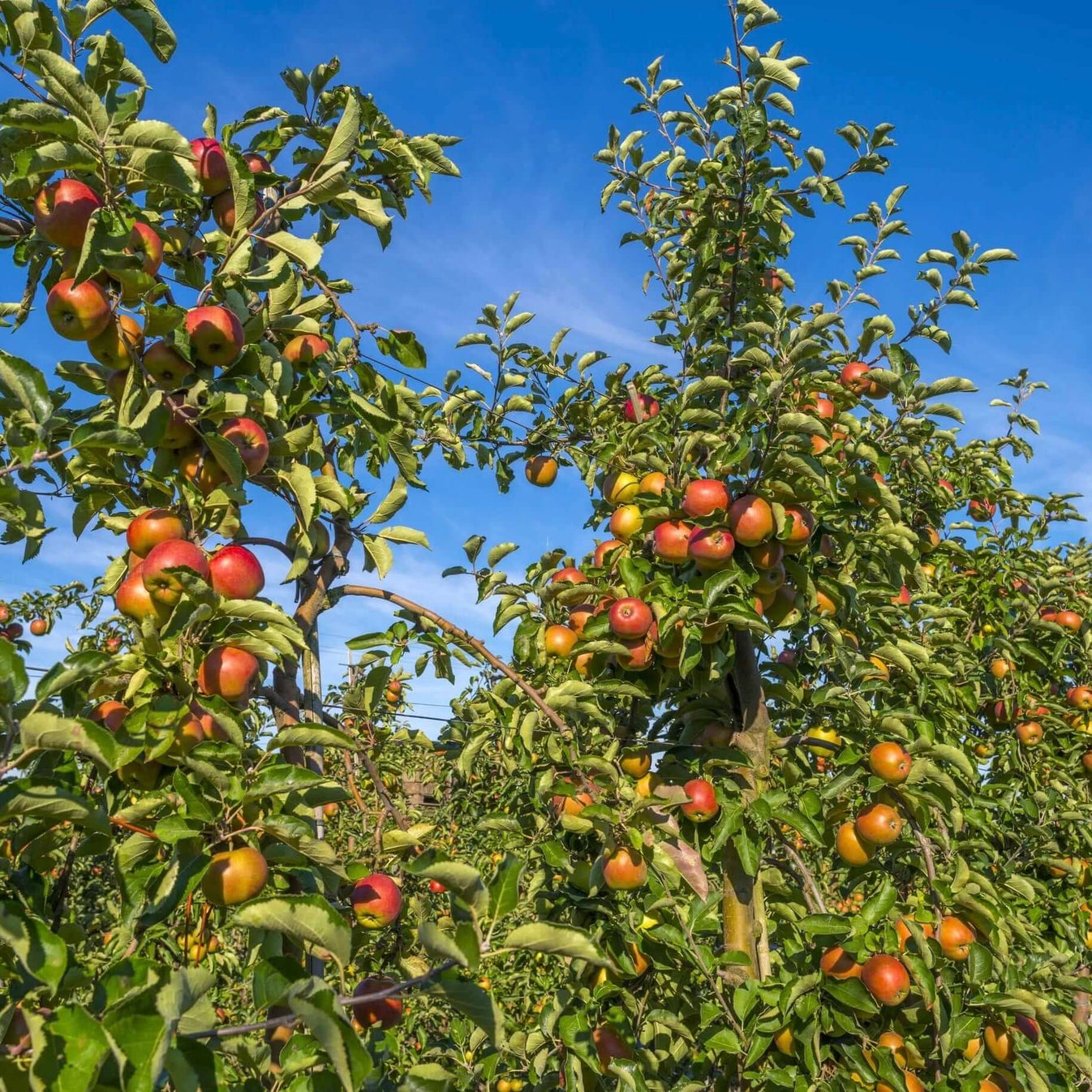 Fuji Apple Tree Plants Express