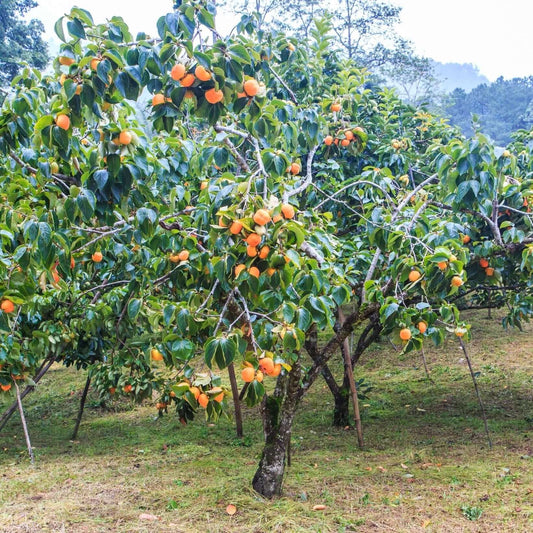 Fuyu Persimmon Tree (7823950807295)