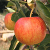Gala Apple Tree
