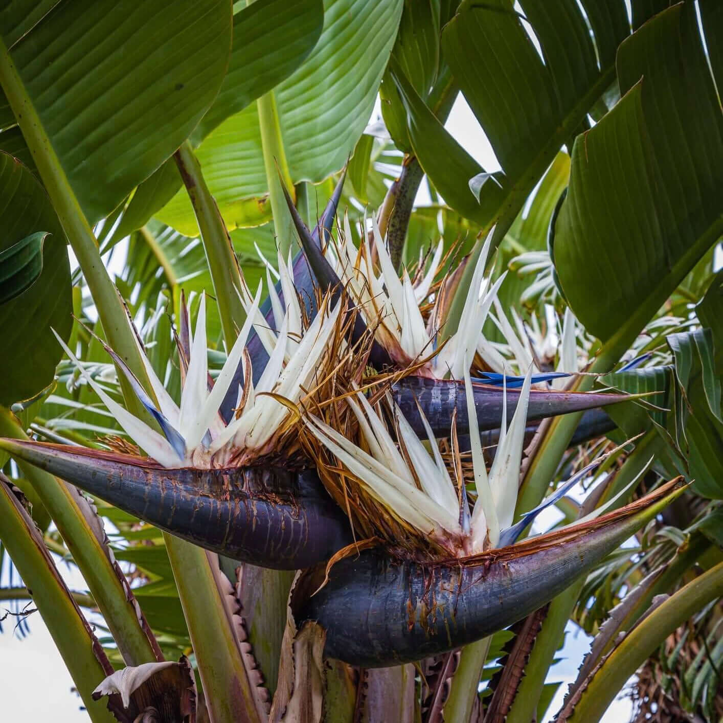 Giant Bird of Paradise | Plants Express