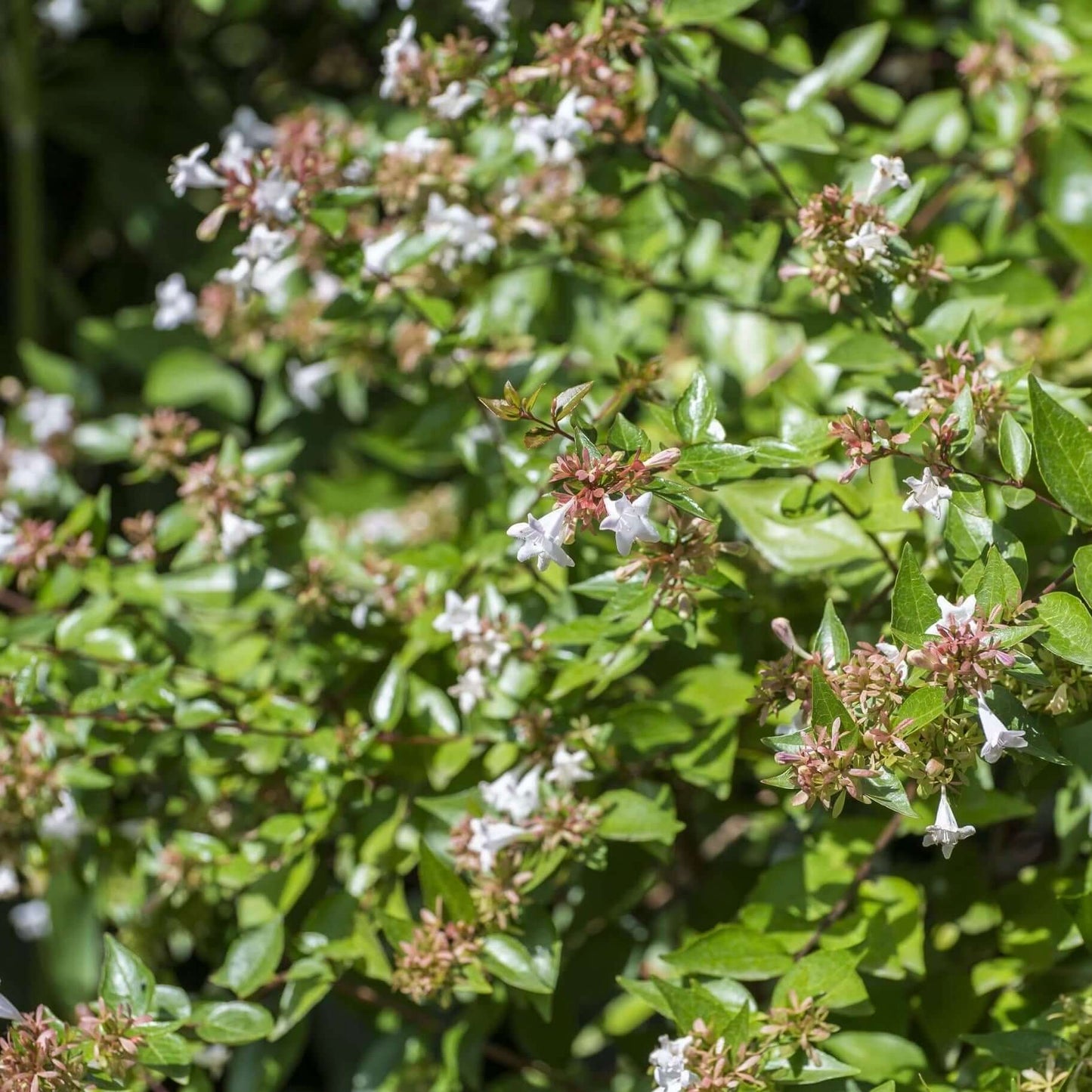 Glossy Abelia (7823948251391)