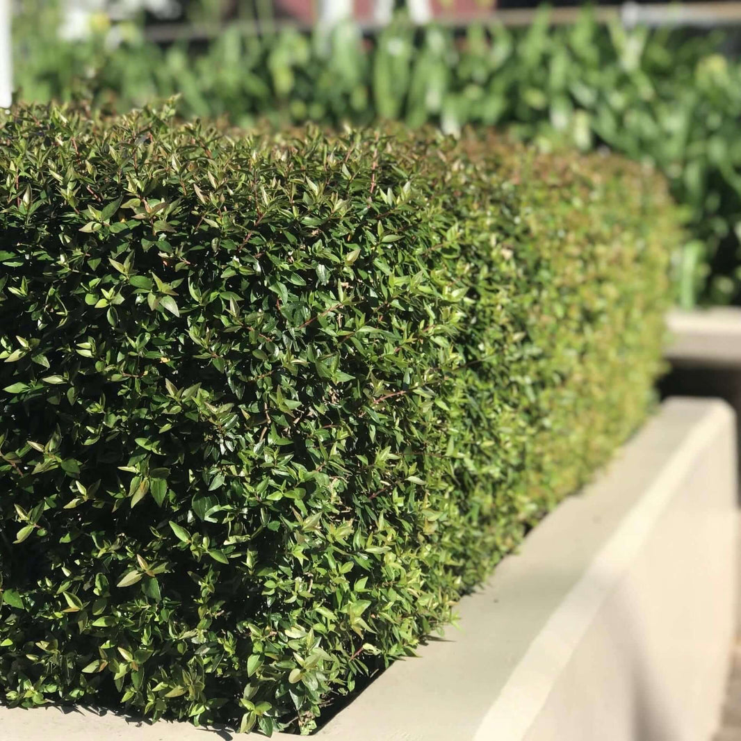 Variegated Japanese Pittosporum | Plants Express